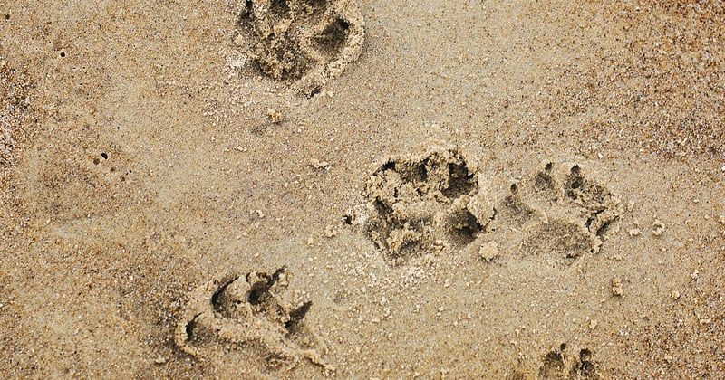 Harmoniser votre décoration intérieure avec la nature : 10 idées simples