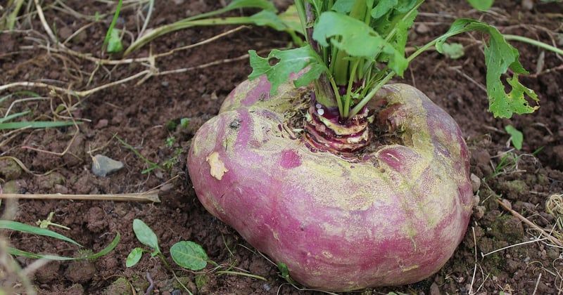 Le retour des légumes oubliés : pourquoi ils envahissent nos assiettes